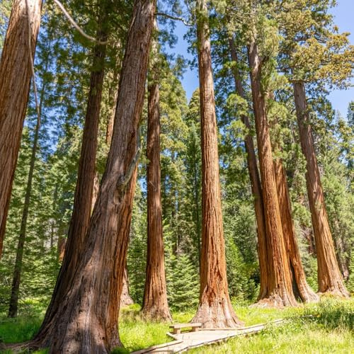 semillas de secuoya, perennes resistentes para jardines de pleno sol. Sequoia sempervirens, decorativas, exóticas, 150pcs