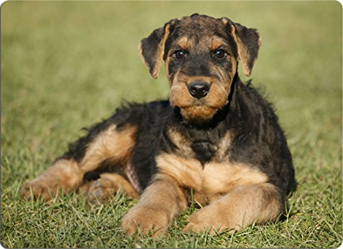 +++ AIREDALE Terrier - SCHNEIDEBRETT Dekoteller Glasbrett Dekoglas - AIT 02