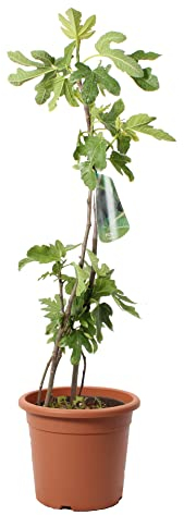 KENTIS - Ficus Carica - Pianta di Fico Comune - Piante da Frutto da Esterni - Pianta Vera da Giardino - H 80-100 cm Vaso Ø 24 cm