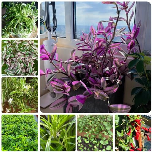 Grünlilie, Chlorophytum comosum, stauden winterhart mehrjährig Grünlilie Zimmerpflanze, herbstpflanzen grünpflanzen zimmerbonsai exotische 500Samen
