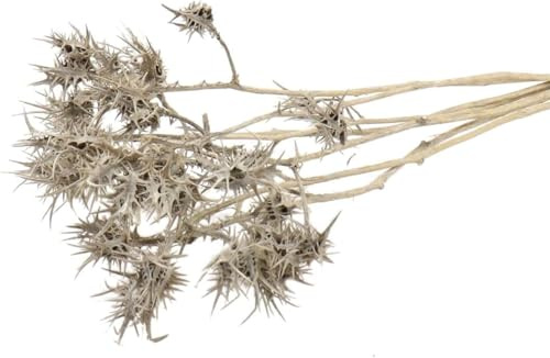 NaDeco Eryngium amethystinum in Natur, Länge ca. 50cm Trockenblumen Mannstreu getrocknet Edeldistel getrocknet Kugeldistel Distel getrocknet Boho-Style Trockenblumenstrauß