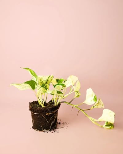 PUR PLANT Potho variegado | Planta colgante natural de interior resistente | Poto o Potus con hojas verdes y crema | Decorativa y purificadora | Maceta de Ø12 cm