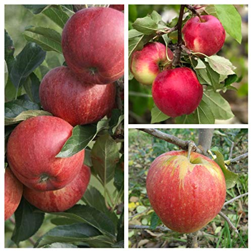 Familienbaum Trio Apfelbaum mit drei Apfelsorten Gala - Cox Orange - Jonagold