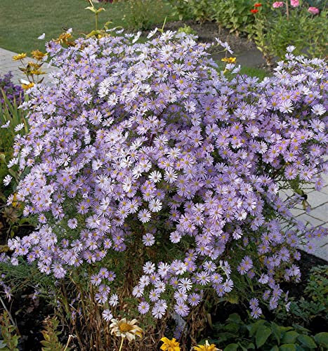Myrtenaster Blue Star - Aster ericoides - lebende Gartenpflanze aus den Baumschulen