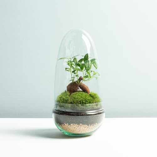 Terrario Plantas de Cristal | Recipiente con Ficus Ginseng y Fitonia | Jardín Eterno | Omotesando | Plantas Naturales | Ecosistema Natural | Jardín en un Bol | Regar una Vez al año | Natura Gins