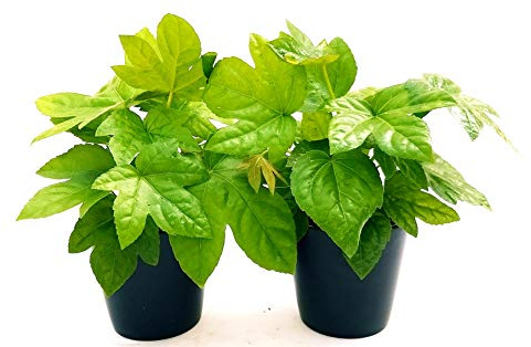 POWERS TO FLOWERS - FATSIA JAPONICA VASO 13 CM DIAMETRO, ARALIA, 2 PIANTE, piante vere