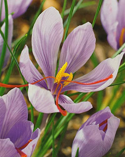 25 Echte Safran Krokusse Crocus Sativus Blumenzwiebeln