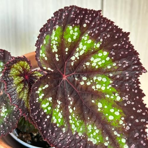 Begonie pendenti - semi biologici per esterno giardino arredamento del soggiorno Giardino roccioso resistenti per il pieno sole serre balcone 750semi