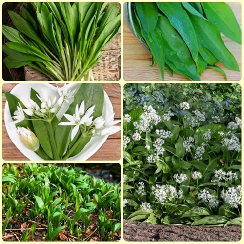 Semillas de ajo silvestre orgánico Las de ajo silvestre son resistentes semillas de jardín 300pcs