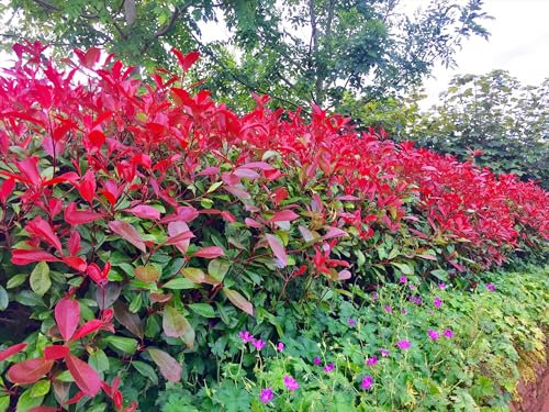 20 Red Robin Hedging Evergreen Plants Photinia Fast Growth Shrub 50-60cm Potted by Sunnyside Nurseries
