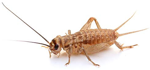 proinsects Heimchen mittel | 4 Dosen | 240 STK.