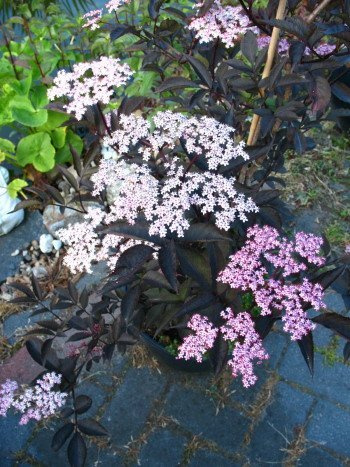 schwarzlaubiger Holunder Sambucus nigra Black Lace 80-100 cm hoch 5 L Topf | Winterhart & pflegeleicht – dekoratives Laub, bienen- & schmetterlingsfreundlich, blüht Juni-Juli, für Beet & Garten
