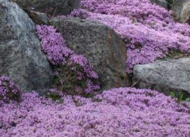 Creeping Thyme 400 Seeds Beautiful Carpet of Purple Flowers and Lemon Fragrance