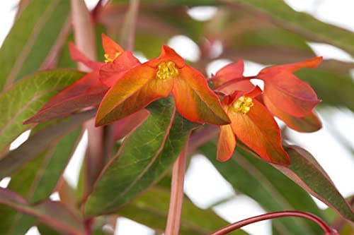 Euphorbia griffithii 'Fireglow' 11x11 cm Topf – Winterhart, Mehrjährig, Pflegeleicht – Wolfsmilch – Staude für Beet & Rabatte