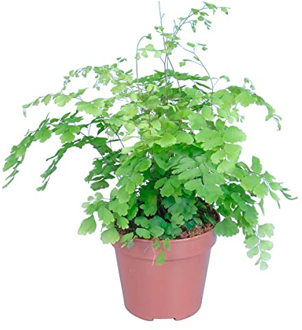 Planta Colgante y Natural ADIANTUM: Perfecto para Cualquier Ocasión