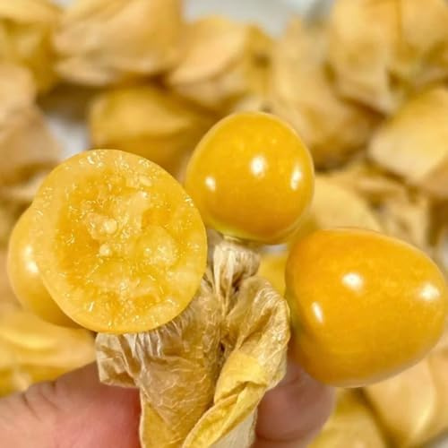 semi resistenti physalis, Regali per balconi con letti rialzati giardino colonnari rustiche 300pcs