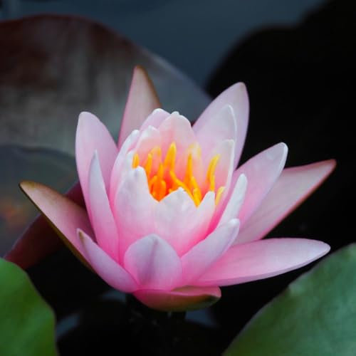 Water Lily Pink – Stunning Pink Blooms, Hardy Aquatic Plant for Ponds and Water Gardens, Beautiful Floating Leaves, 1X Bareroot by Thompson and Morgan