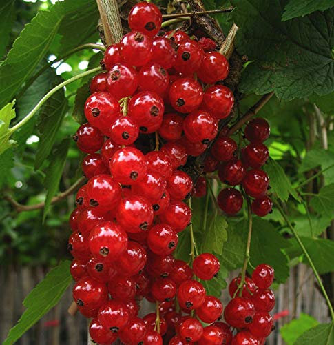 Rote Johannisbeere Jonkheer van Tets 40-60cm - Ribes rubrum