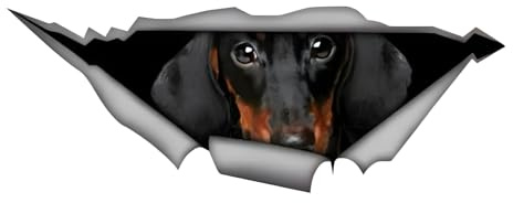 Autoaufkleber Dackel Aufkleber 15cm(5.9 Inch) Dackel Reflektierende Aufkleber Dackel 3D Zerrissen Autoaufkleber Haustier Hund Personalisieren Lustig Aufkleber Dachshund Car Sticker Lustig Dekor