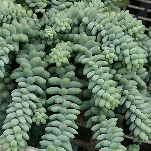 SUNNYPLANTS - Sedum morganianum Burrito talee, Burro's Tail, Piante sedum, Talee di sedum, Piante grasse, Semi di Piante Grasse, Talee Piante Grasse, Piante Grasse, Semi di sedum