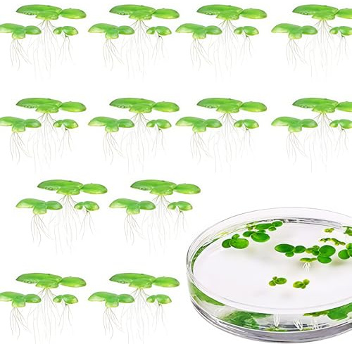 X-Institute Schwimmende Dekoration für Aquarien, Wasserlinsen, Aquarium, Zucht, Teichpflanze, 2 Stück