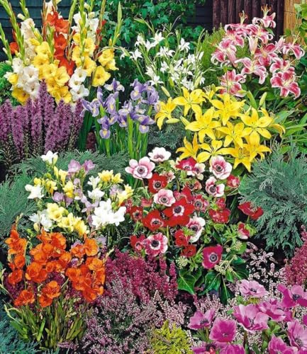 BALDUR Garten Sommerblüher Spar-Paket,100 Zwiebeln im Mix, pflegeleicht & lange blühend, Blütenmeer in bunten Farben, effektvolle Beete und Blumensträuße, bienenfreundliches Insektenparadies