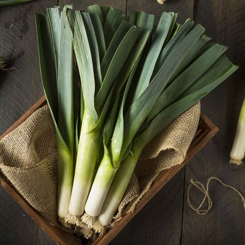 Eden Brothers Leek Seeds - American Flag