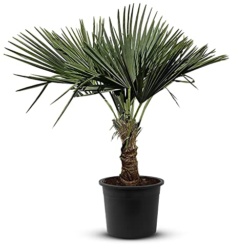 Tropictrees Trachycarpus Fortunei Hanfpalme winterschutz mit einer Stammhöhe von 30-40 cm | Höhe 140 cm | Gelbe und grüne Blätter | Winterschutz Palme für drinnen und draußen