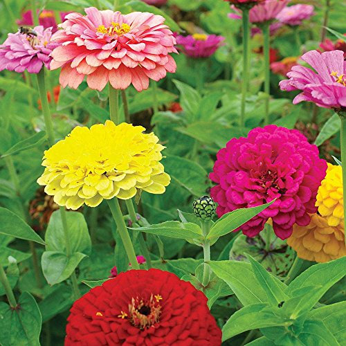 Zinnia elegans ‘Giant Double Mixed’ 1 Packet (60 Seeds) by Thompson and Morgan