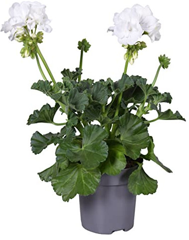 Geranio Blanco - Flor Natural - Planta para Terraza y Jardín - Geranio con Flores Blancas