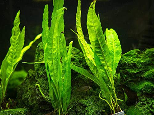 Java Aquarium Fern Water Plant Seeds Pack of 100 : Seeds Only