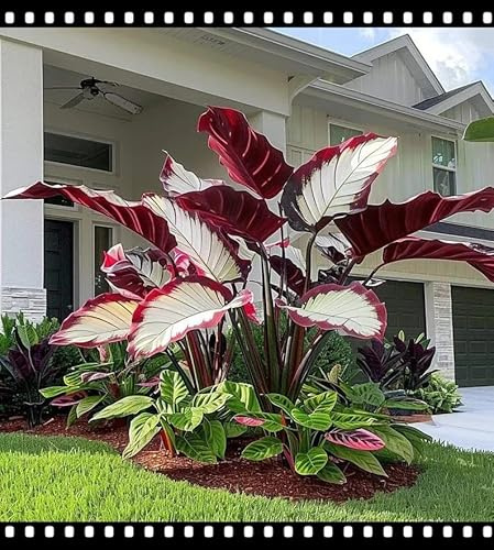 Premium-Colocasia – Schnellwachsendes Elefantenohr für tropische Gärten-2 PCS-A