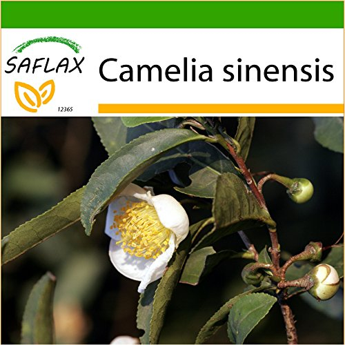 SAFLAX - Árbol del té - 6 semillas - Con sustrato - Camelia sinensis