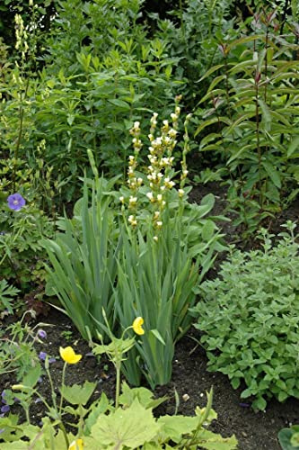 Asphodeline lutea 9x9 cm Topf – Winterhart, Mehrjährig, Pflegeleicht – Gelber Affodill – Staude für Steingarten & Trockenbeet