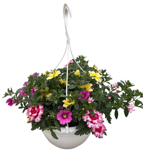 Sommerblumen Ampel Mix Nr.4, gelb-blau-pink, Petunia-Verbena-Gänseblümchen