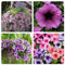 Semi petunia SUPERBISSIMA, fiori colorati per vasi fioriere e balconi 100 semi