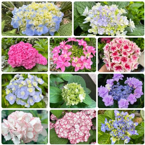semillas de hortensia - resistentes perennes balcón 50pcs