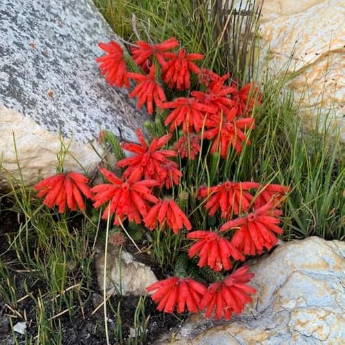 Semillas de brezo, semillas de resistentes para el jardín variedades antiguas semillas de pradera de mariposas exóticos 250pcs