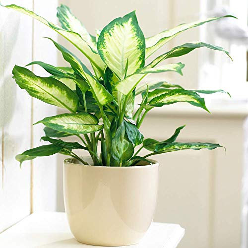 Tropical Indoor Houseplant in 12cm Pot - Diffenbachia 'Camilla' Dumb Cane