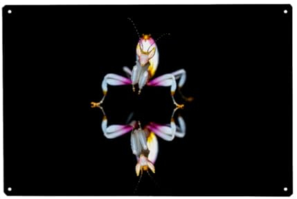 artboxONE Metall-Poster 40x60 cm Tiere Orchideen Fangschrecke von Künstler Die Welt Tanzt Farben