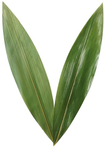 Rainlily Wen Sushi Leaf 9.5''x2.0'' 100 Pcs Boat Shaped Bamboo Leaf Sushi Plate Food Decorate Fresh Vacuum Bamboo Leaves Dish Decoration Photography of Dishes