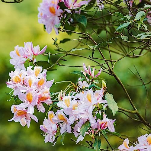 Semi di azalea - Rododendro giardino balcone rialzata rampicanti in vaso per l'arredamento dell'ufficio decorazioni giardino per esterni 180pcs