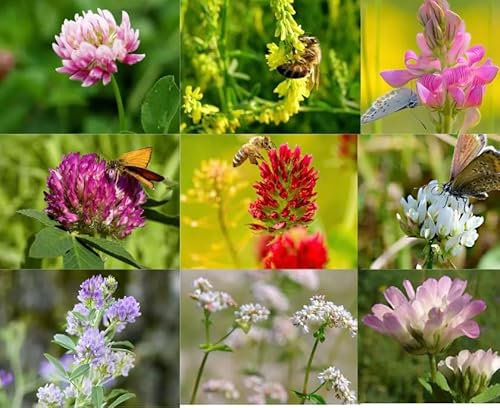Clover Mix Seeds 10 Different Types of Clovers Shamrock Meadow Flower Cover Crop Green Manure (50, Grams)