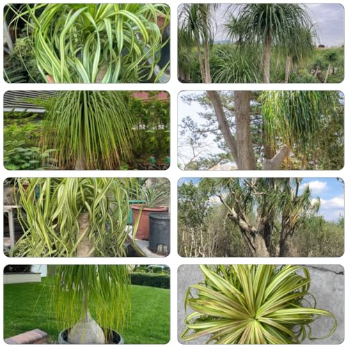 elefantenfuß winterharte stauden mehrjährig indoor kräutergarten dachbegrünung kräutersamen indoor garten exotische zimmerpflanzen topfpflanzen dekopflanzen robuste balkonpflanzen 200samen