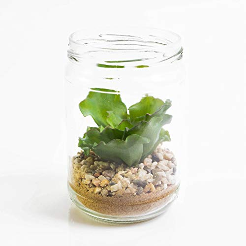 artplants.de Künstliche Echeveria Rosea im Glas, grün, 13cm, Ø 8cm - deko Sukkulente - Mini Kunstpflanze