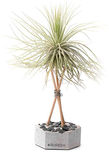 BOREEN - Plantas de Aire Tillandsia mag con Soporte de Escritorio Decorativo (Hex. hormigón Gris, Varillas de Madera y Piedras Negras)