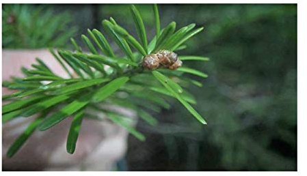 Stk - 10x Abies balsamea Balsam Tanne Garten Pflanzen - Samen ID224 - Seeds & Plants Shop by Ipsa