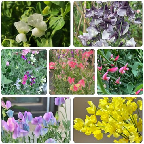 wicken rankpflanze pflanzendeko winterharte stauden blumensamen mehrjährig winterhart indoor kräutergarten gewächshaus balkon hängepflanzen winterhart mehrjährig kräutersamen 200samen
