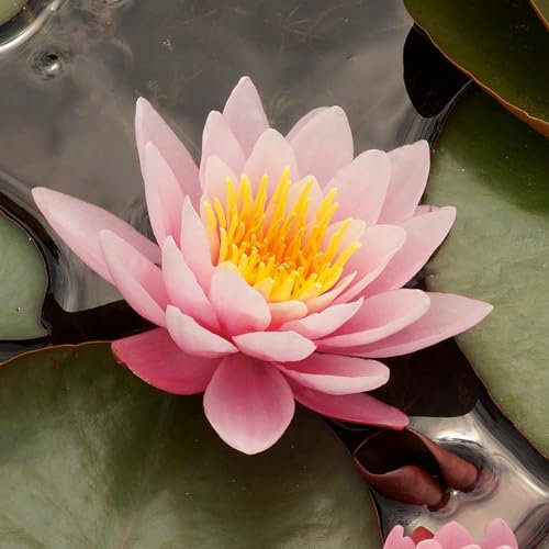 Carbeth Plants - Water Lily - Nymphaea 'Fabolia' - Aquatic Marginal Pond Plant in 11cm Pot - Long Flower Season - Ready to Plant