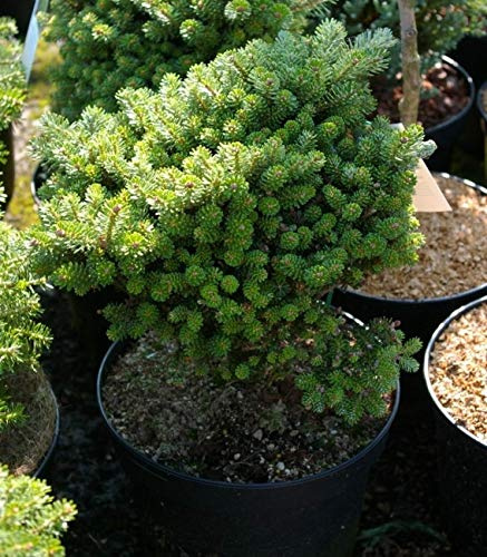 Zwerg-Koreatanne Silberperle - Abies koreana Silver Pearl - 25-30cm